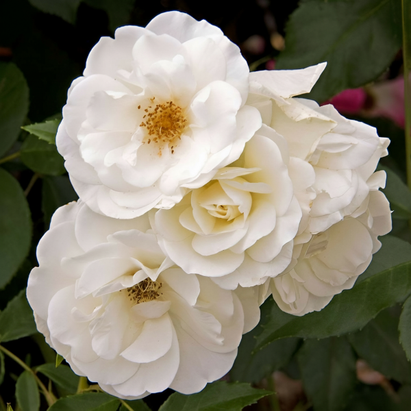 Роза флорибунда "Schneewittchen"