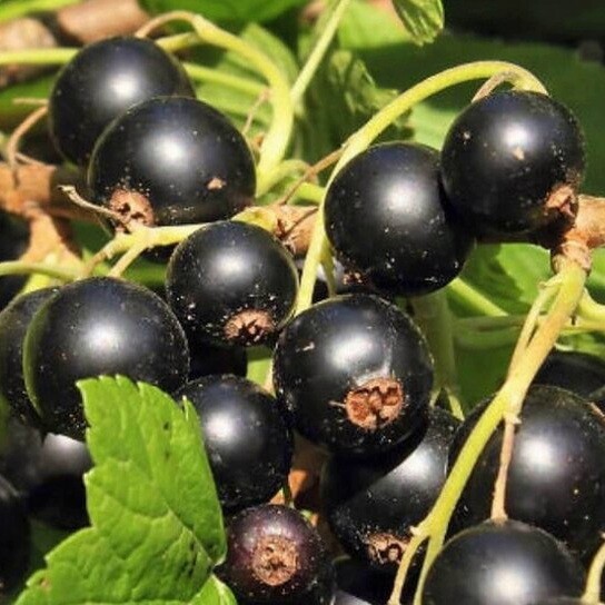 Смородина черная "Волшебница"