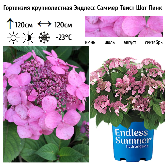 Гортензия крупнолистная "Эндлесс Саммер Твист Шот Пинк"