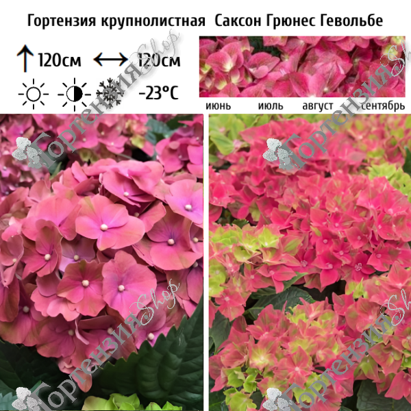 Гортензия крупнолистная "Саксон Грюнес Гевёльбе"