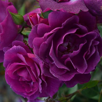 Роза полиантовая "Bluebell" 