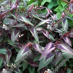 Горец