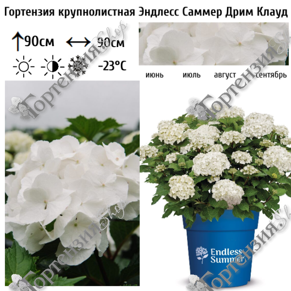 Гортензия крупнолистная "Эндлесс Саммер Дрим Клауд"