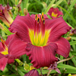 Лилейник 