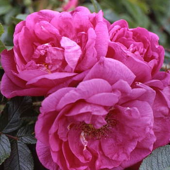 Роза Ругоза "Smart Roadrunner" 