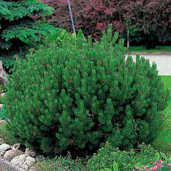 Сосна горная "Мопс"  