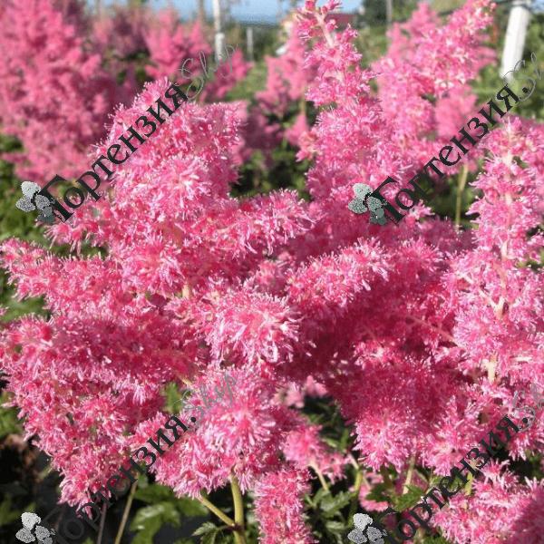 Астильба японская "Рейнланд" 