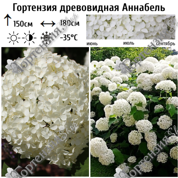 Гортензия древовидная "Аннабель"