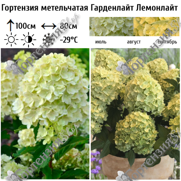 Гортензия метельчатая "Гарденлайт Лемонлайт"