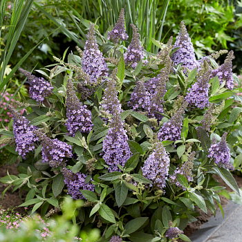 Буддлея Давида "Баттерфляй Канди Лила Свитхарт" 