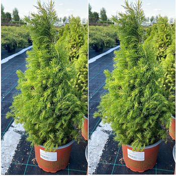 Ель сизая "Перфекта" 