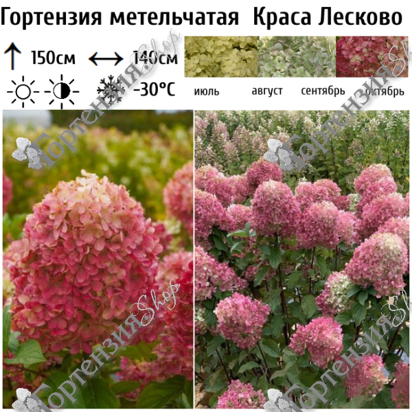 Гортензия метельчатая "Краса Лесково"