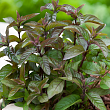 Мята перечная 