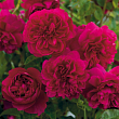 Роза флорибунда Д. Остин 