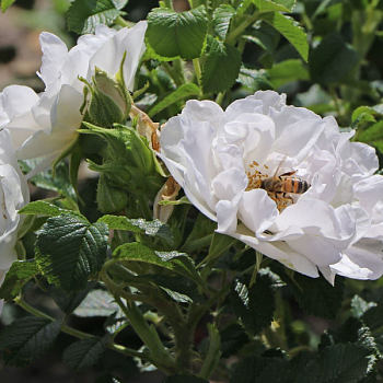 Роза Ругоза "White Roadrunner" 