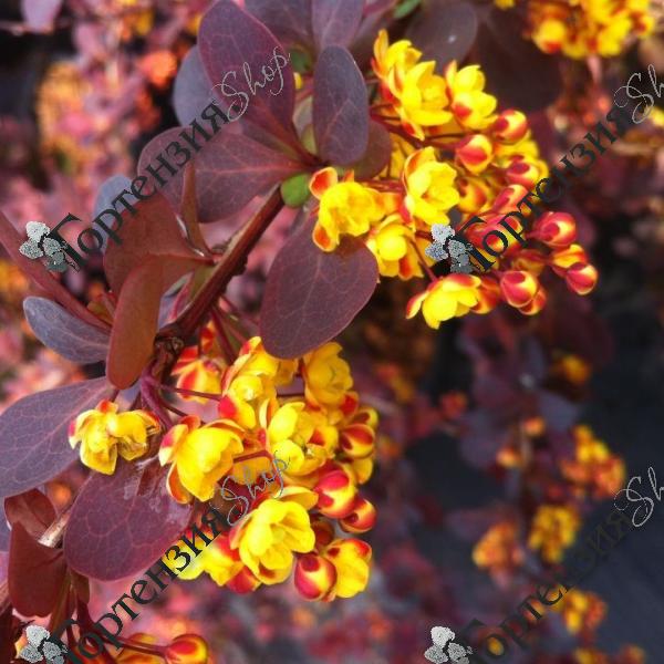 Барбарис оттавский "Суперба"