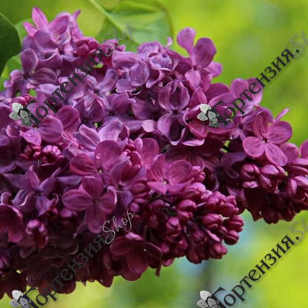 Сирень обыкновенная "Маршал Соколовский"