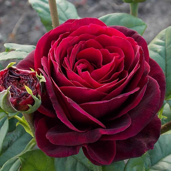 Роза чайно-гибридная "Grafin von Hardenberg" 