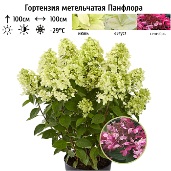 Гортензия метельчатая "Панфлора" 